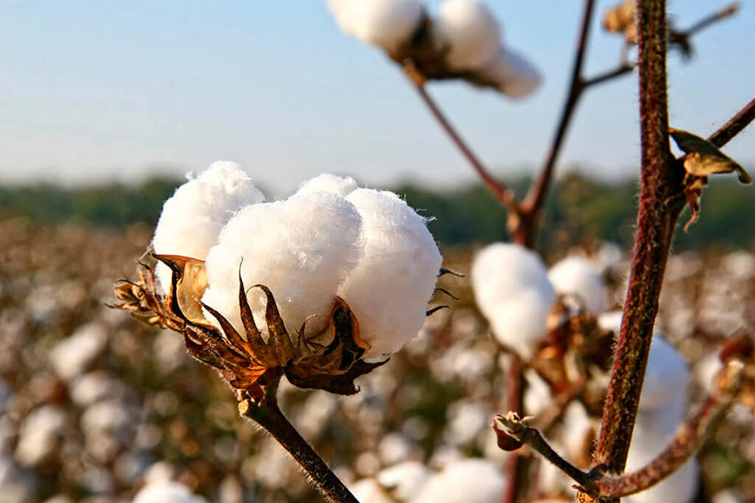 Why Organic Cotton?