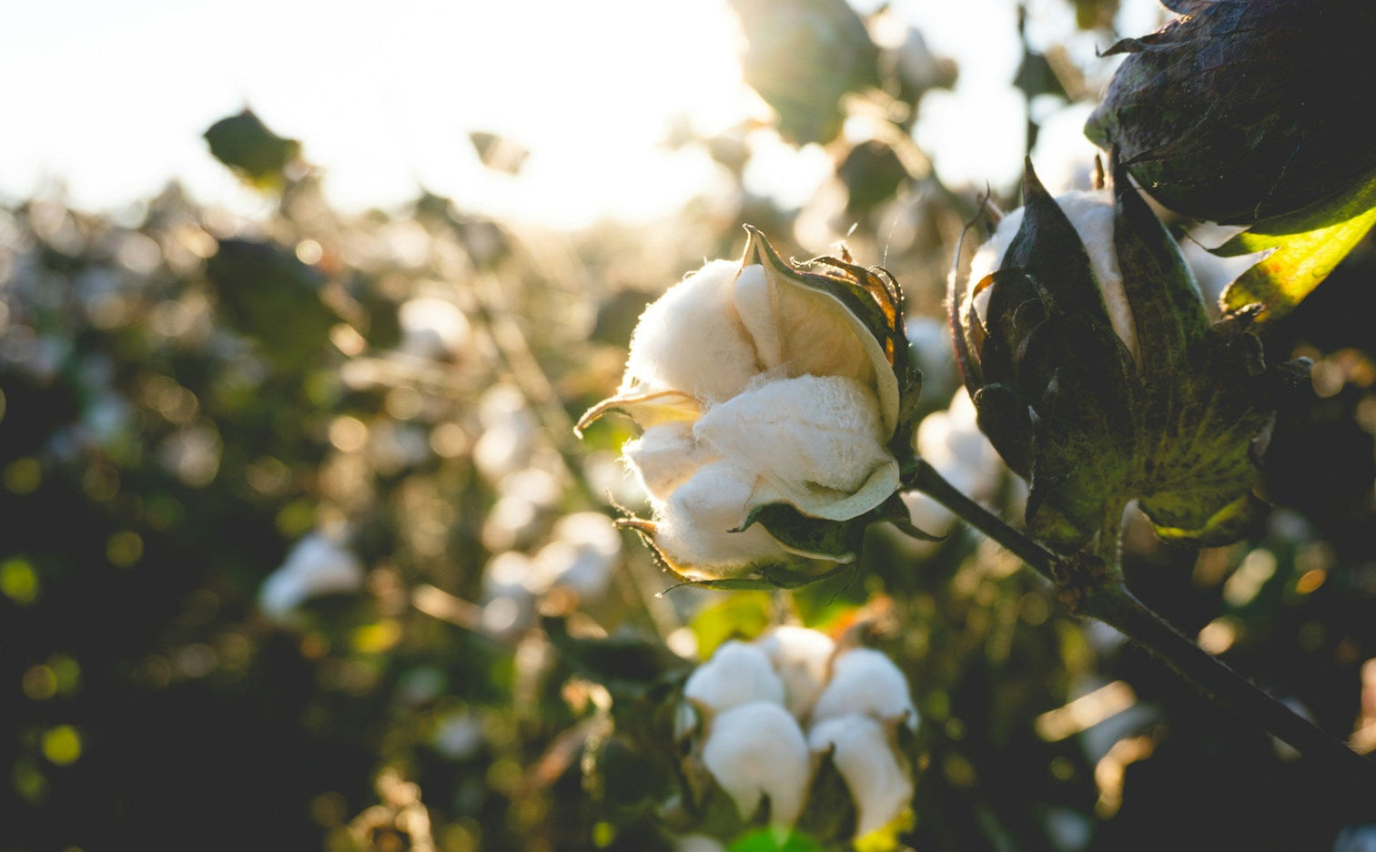Why Organic Cotton?